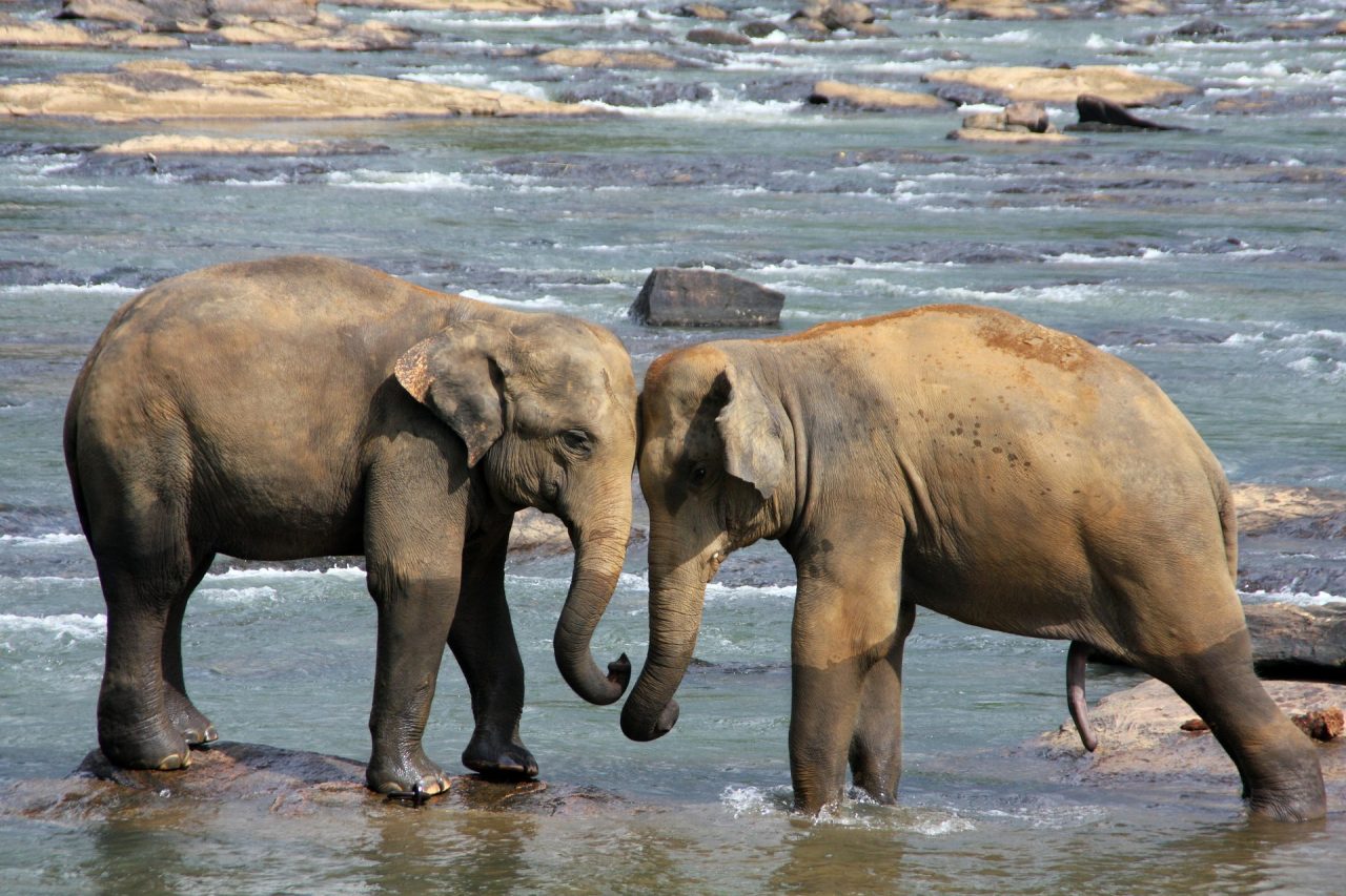 elefanti in Sri Lanka